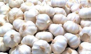 रियावन की लहसुन को जीआई टैग मिलने की कार्रवाई अंतिम दौर में, जनवरी के आखिरी सप्ताह में सबमिट हो जाएगी फाइल
