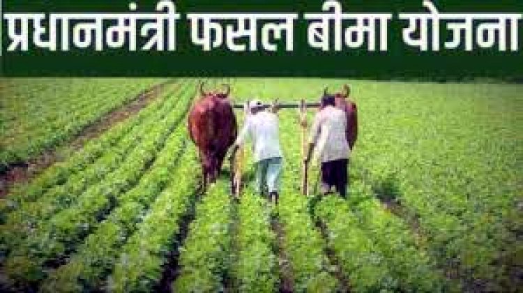 मौसम की विपरित परिस्थिति में फसल बीमा किसानों के लिए सुरक्षा का कवच बना, आप भी 31 दिसंबर तक करवा लें फसल का बीमा