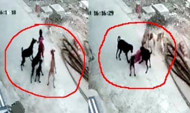 ये बहुत डरावना है ! आप कमजोर दिल के हैं तो इसे न देखें, देख रहे हैं तो अपने बच्चों को गली-मोहल्ले में अकेला न छोड़ें क्योंकि हमारा सिस्टम गैर जिम्मेदार है