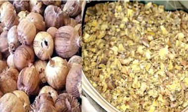 अवैध डोडाचूरा का परिवहन करते ग्वालियर का युवक गिरफ्तार, 21 किलोग्राम डोडाचूरा जब्त, न्यायालय ने 11 मार्च तक की रिमांड पर सौंपा