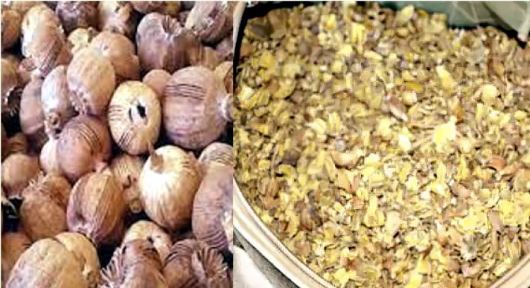 अवैध डोडाचूरा का परिवहन करते ग्वालियर का युवक गिरफ्तार, 21 किलोग्राम डोडाचूरा जब्त, न्यायालय ने 11 मार्च तक की रिमांड पर सौंपा