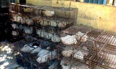 रतलाम में इसलिए भड़के हिंदू संगठन, क्योंकि- इन इलाकों की मांस की अवैध दुकानें सबको दिखती हैं, सिर्फ जिम्मेदारों को नजर नहीं आती