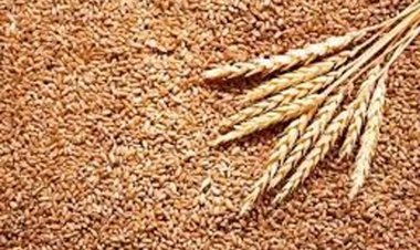 खोट भारतीय गेहूं में या तुर्की की नीयत में ? तुर्की सरकार का भारत से भेजा गया 15 मिलियन टन गेहूं लेने से इंकार, बताई यह बड़ी वजह