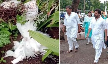 नगर निगम परिसर के पेड़ काटने व परिंदों की मौत को कांग्रेस ने बताया प्रकृति की हत्या, कहा- ऐसे कैसे बनेगा क्लीन रतलाम - ग्रीन रतलाम ?