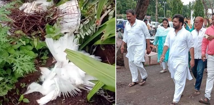 नगर निगम परिसर के पेड़ काटने व परिंदों की मौत को कांग्रेस ने बताया प्रकृति की हत्या, कहा- ऐसे कैसे बनेगा क्लीन रतलाम - ग्रीन रतलाम ?