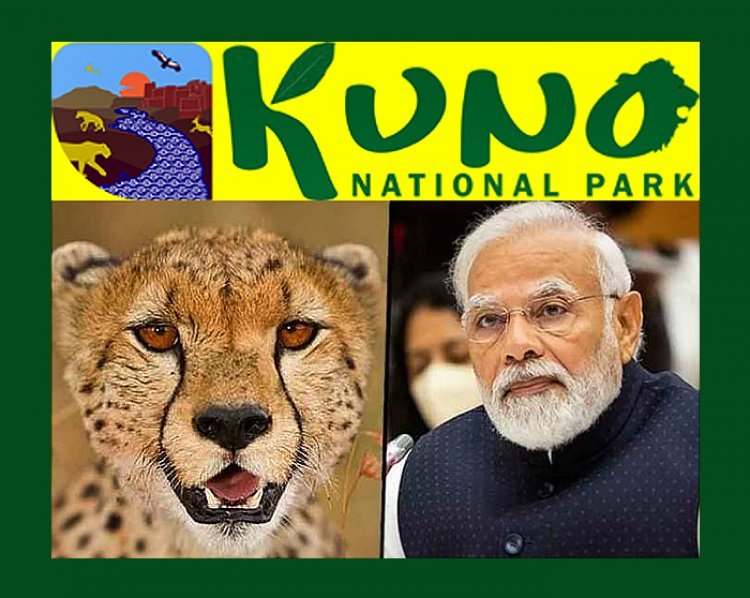 प्रधानमंत्री नरेंद्र मोदी 17 सितंबर को अपने जन्मदिन पर नामीबिया से लाए गए 8 चीतों को कूनो नेशनल पार्क में छोड़ेंगे