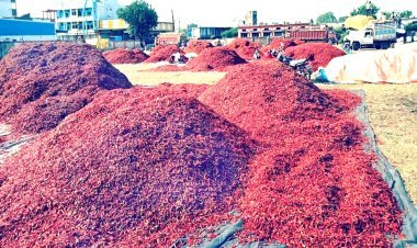 मिनी गुंटूर के नाम से प्रसिद्ध बेडिय़ा मिर्च मंडी में बिचौलियों का बोलबाला, रतलाम के व्यापारी संगठन ने सरकार से समाधान की लगाई गुहार