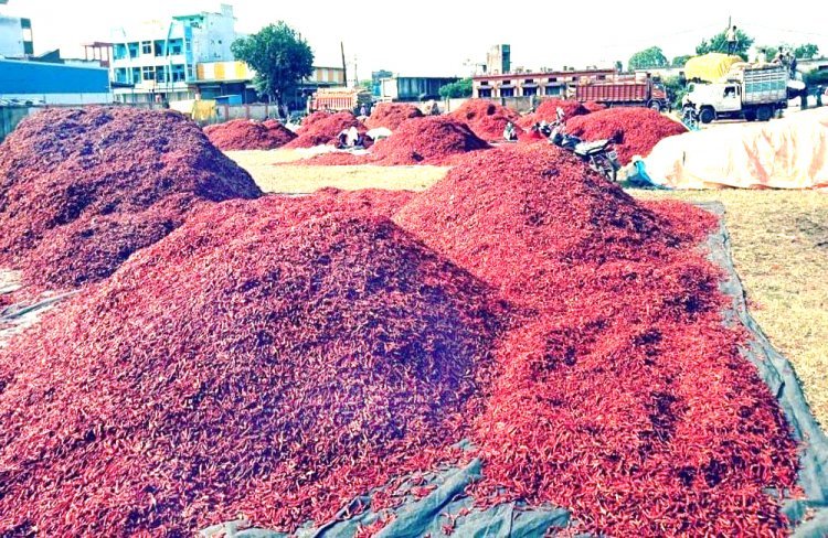 मिनी गुंटूर के नाम से प्रसिद्ध बेडिय़ा मिर्च मंडी में बिचौलियों का बोलबाला, रतलाम के व्यापारी संगठन ने सरकार से समाधान की लगाई गुहार