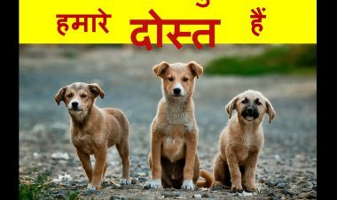 बड़ा सवाल ? क्या सड़क पर रहने वाले पशु हमारे नहीं