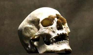 रतलाम जिले के जामण में मिली इंसानी खोपड़ी, यह पुरुष की है या महिला या बच्चे की, पता लगाने के लिए पुलिस करवा रही जांच