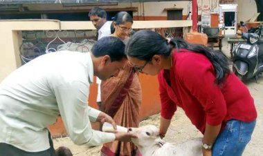 खुले में बछड़े को जन्म देने वाली गाय ने तड़प-तड़प कर तोड़ दिया दम, कुत्तों ने भी नोचा लेकिन बेरहम पशु मालिक का दिल नहीं पसीजा, दर्ज हो गई एफआईआर