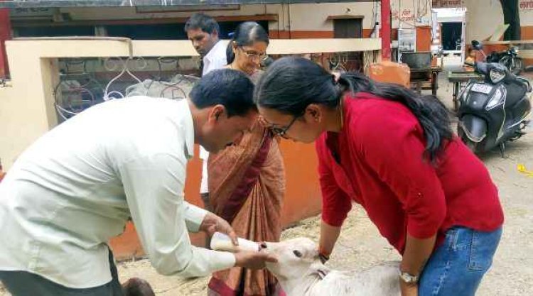 खुले में बछड़े को जन्म देने वाली गाय ने तड़प-तड़प कर तोड़ दिया दम, कुत्तों ने भी नोचा लेकिन बेरहम पशु मालिक का दिल नहीं पसीजा, दर्ज हो गई एफआईआर
