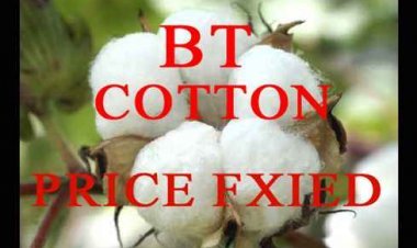 हाईब्रिडस बी.टी. कपास बीज का मूल्य निर्धारित, ज्यादा दाम लिए तो दर्ज हो जाएगी एफआईआर, अवैध भंडार भी नहीं कर सकेंगे
