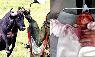 गंभीर हादसा : भैंस टकराने से बाइक सवार जनशिक्षक और उनकी पत्नी गंभीर घायल, बेटी बाल-बाल बची, पत्नी को हादसे के 14 घंटे बाद भी नहीं आया होश