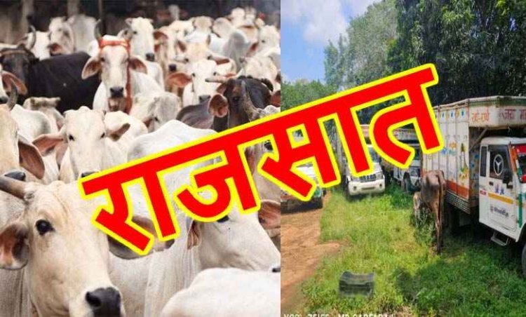 रतलाम में 500 गोवंश और 75 वाहन राजसात, 7 करोड़ रुपए है राजसात वाहनों और गोवंश का मूल्य