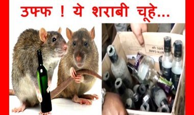 उफ्फ ! ये शराबी चूहे... क्या आप जानते हैं, भारत के किस राज्य के चूहे पी गए 802 बोतल शराब ? जानना चाहते हैं तो पढ़ें यह खबर